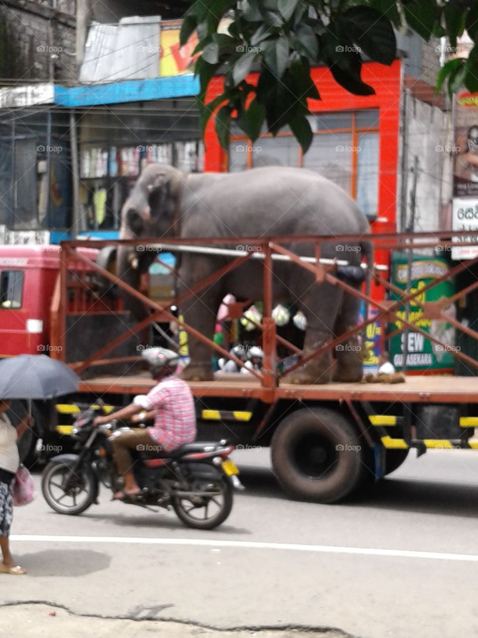 Elephant transpotation