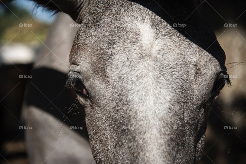 Lipizzan look