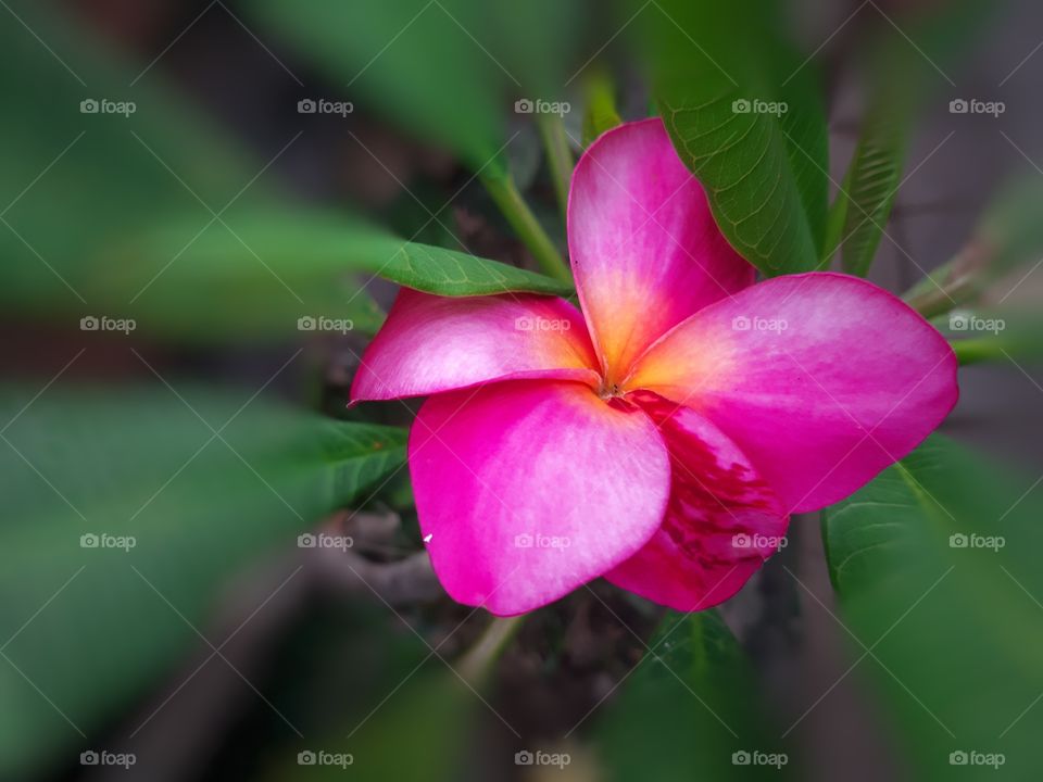 A pink frangipani in bloom surrounding with green leaves