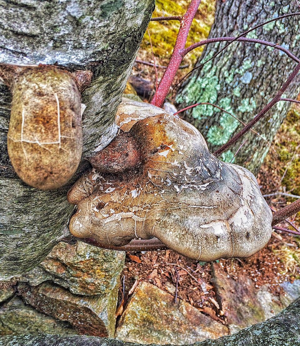 Birch Polypore... 