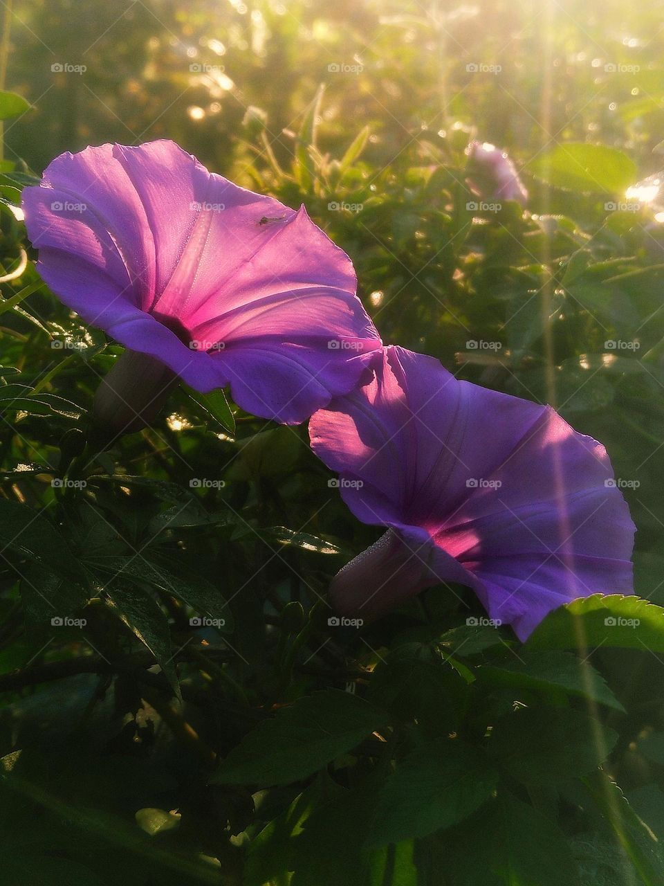 Trumpet flower and sunrise