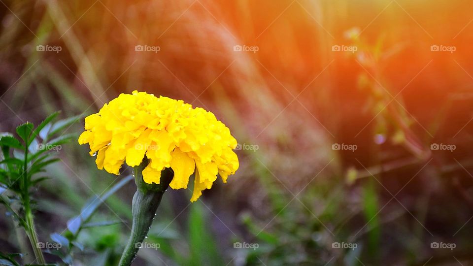 Beautiful yellow flower on the field