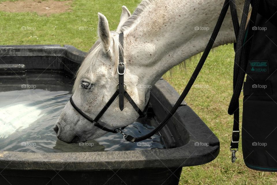 Drinking from the trough