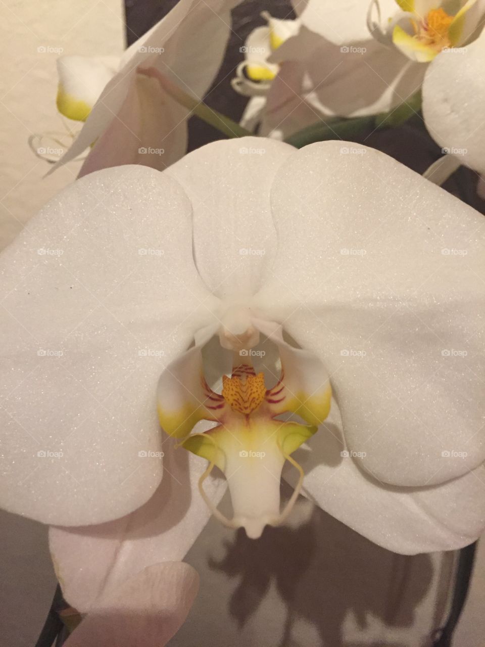 Up close orchid.  