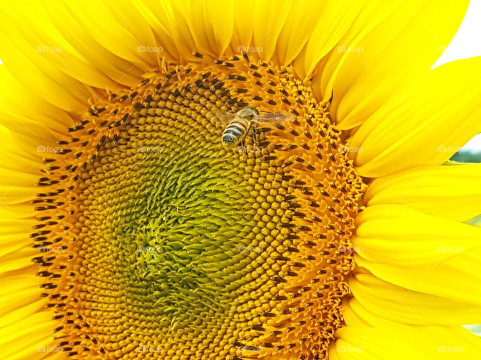 A bee on the sunflower