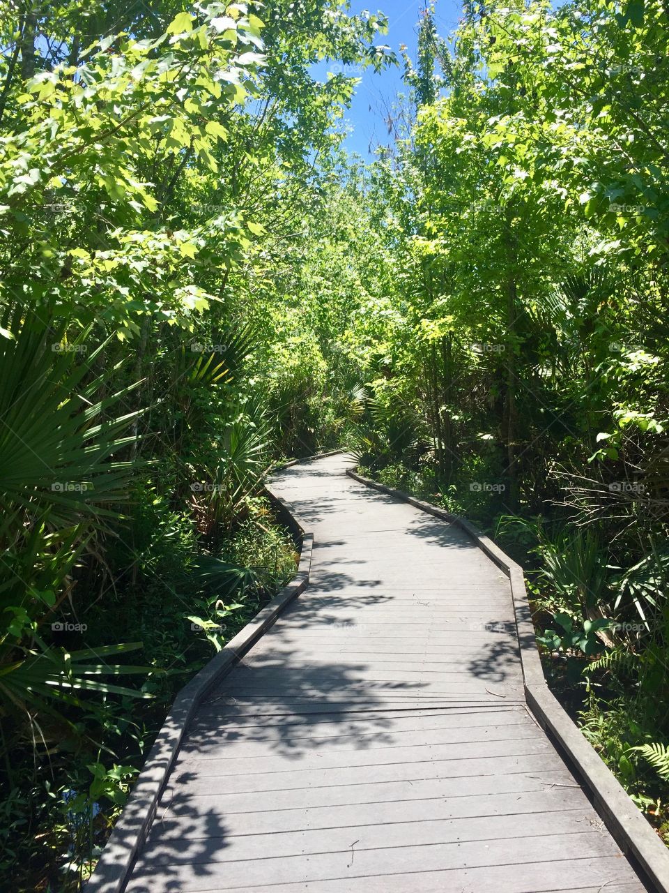 Hiking in the Bayou of New Orleans 