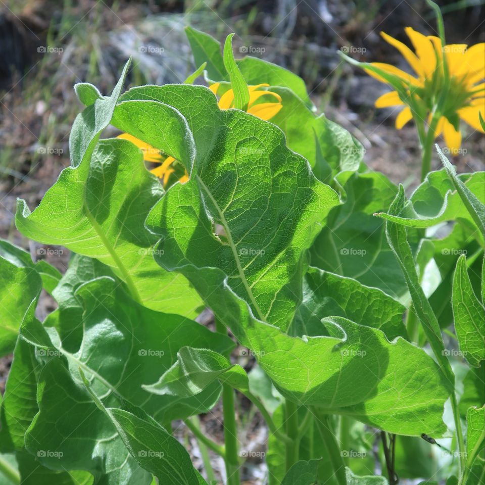 A late spring bloom of the wildflower Arrowleaf Balsamroot glows in the morning sun on a hill in Crook County in Central Oregon and is ready feed for the wild deer.