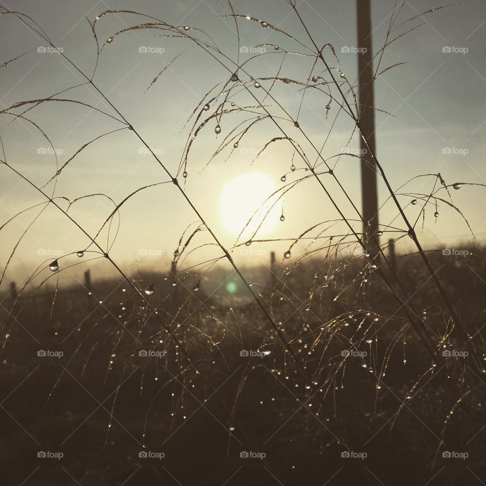 Dew drop on grass at sunrise