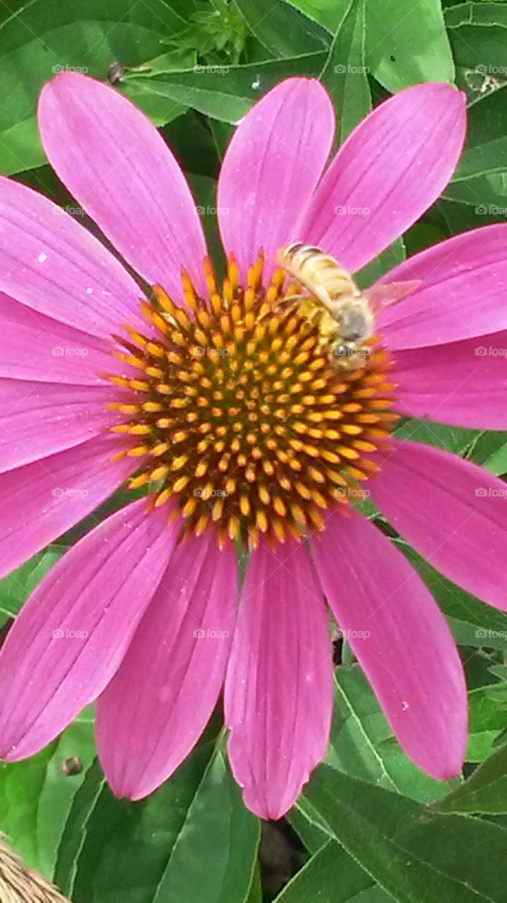 Purple Coneflower with a Bee