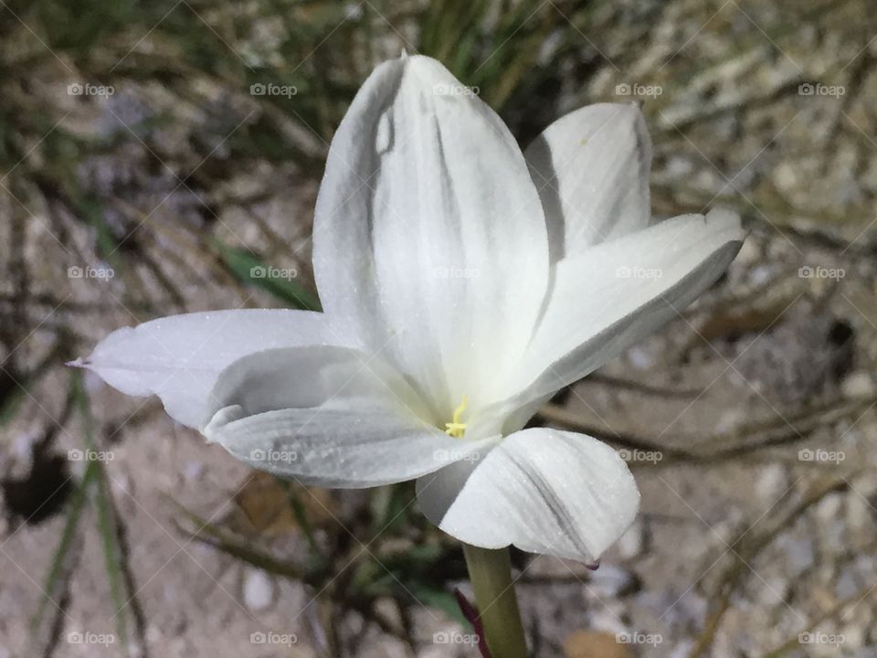 wild about flower in Bloom