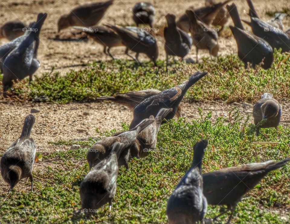 Flock Of Birds