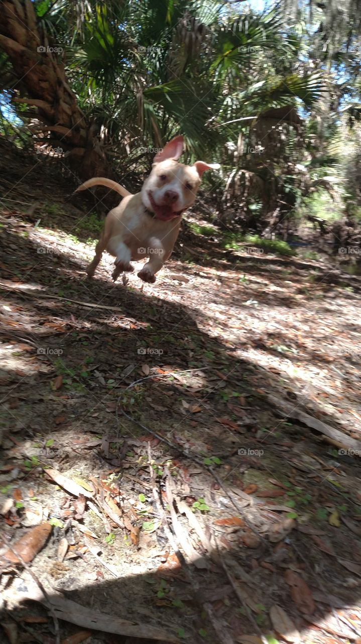 freedom loving pitbull flying around.