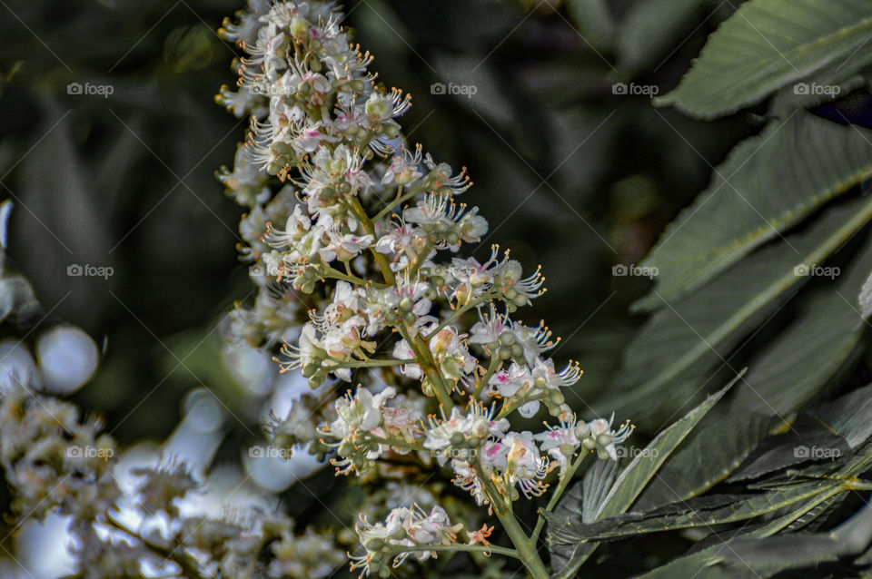 Flower on a tree