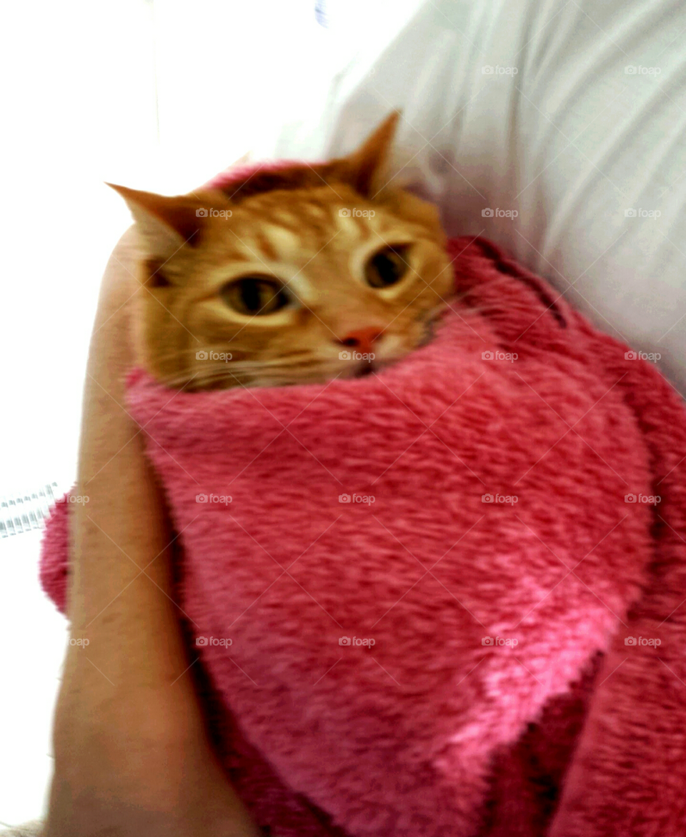 bath time for Tiger