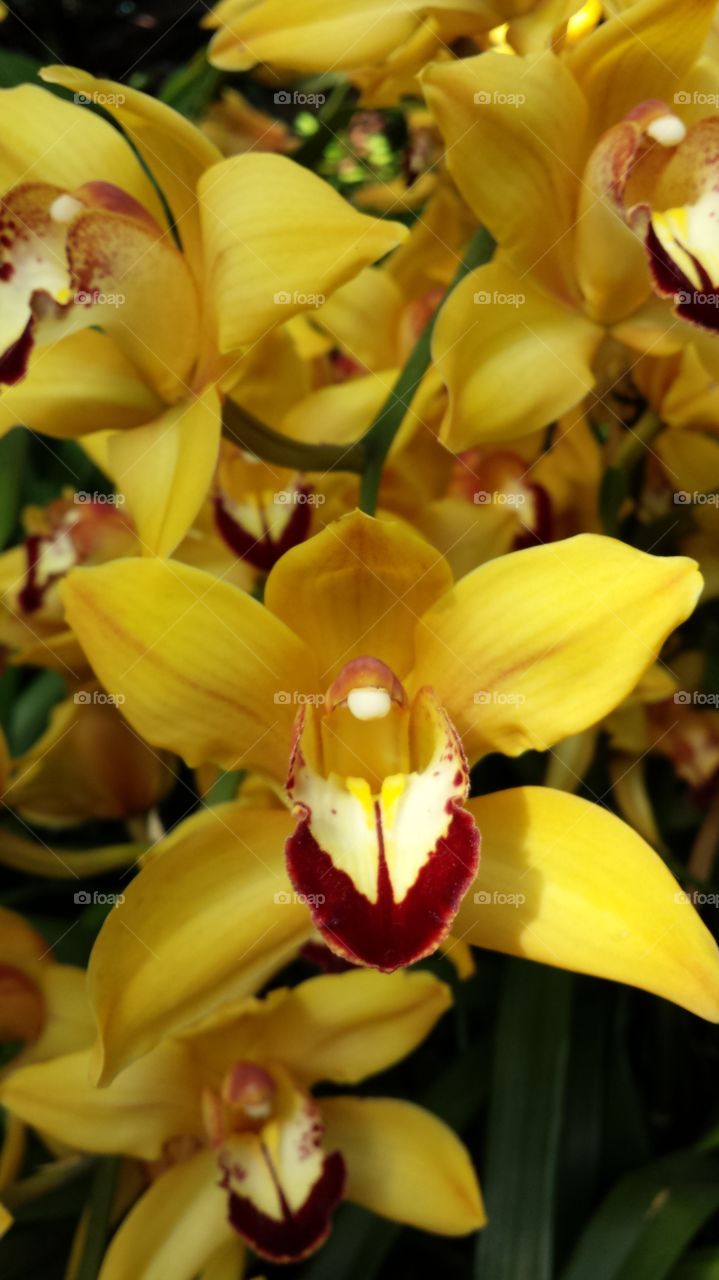 Yellow Orchid 2. Another type of yellow Orchid at Orchid show