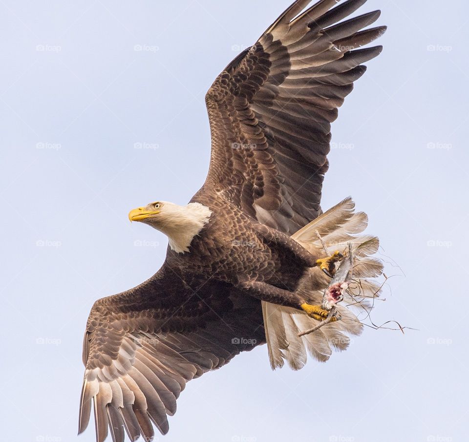 Bald Eagle headed to the nest with a seafood snack.
