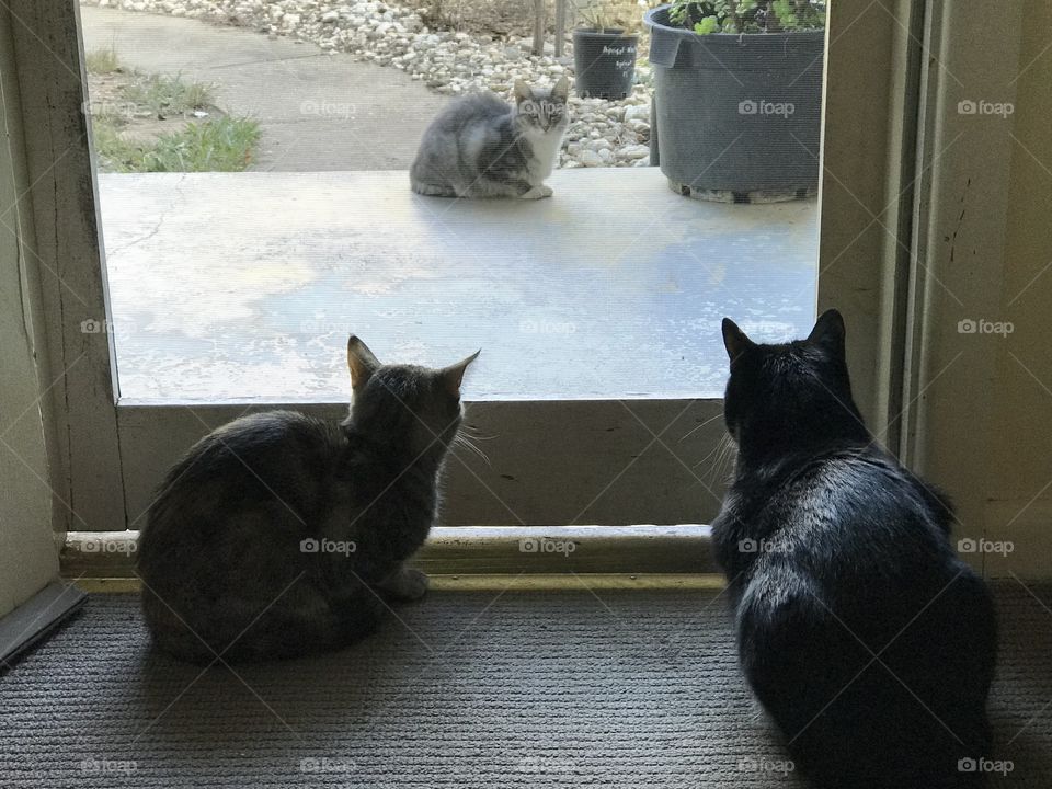 They love meeting new cats