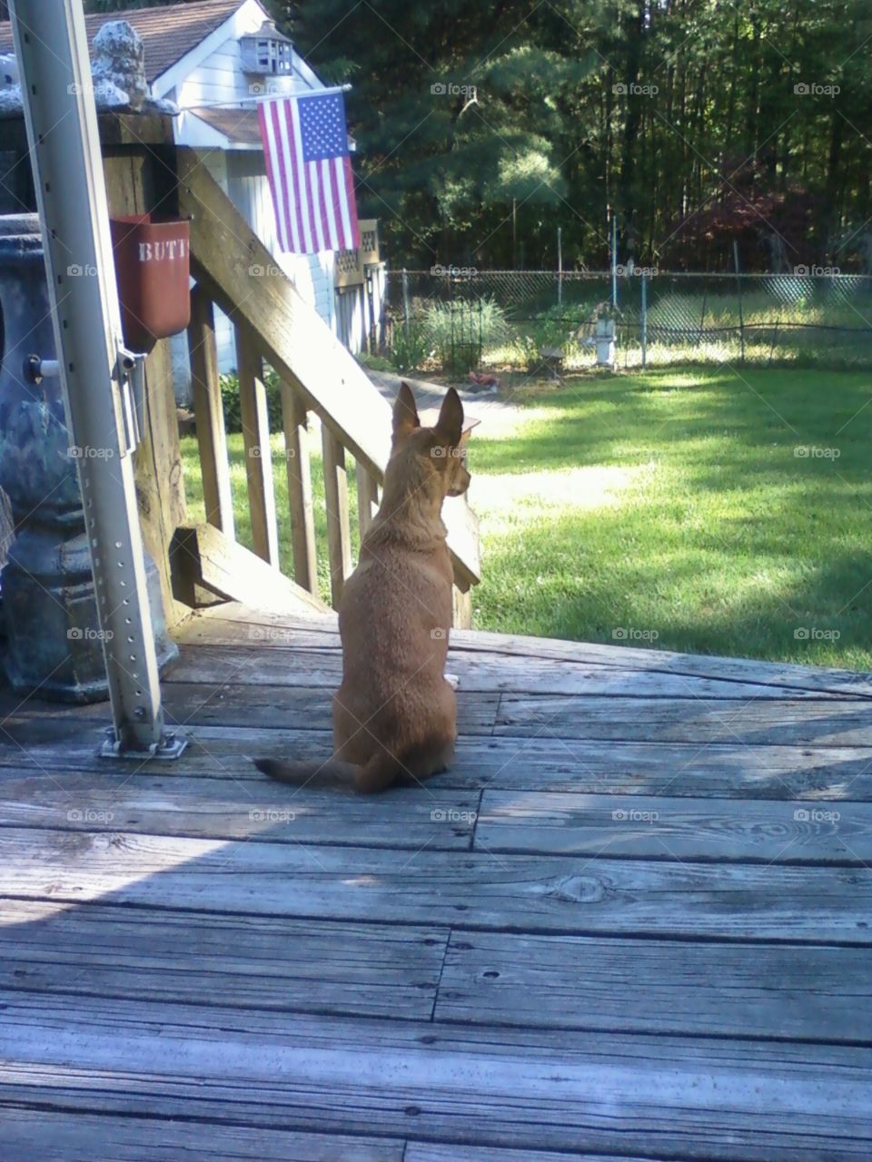 Dog on deck sitting & looking at backyard where American Flag 🇺🇸 hangs in late day sun.