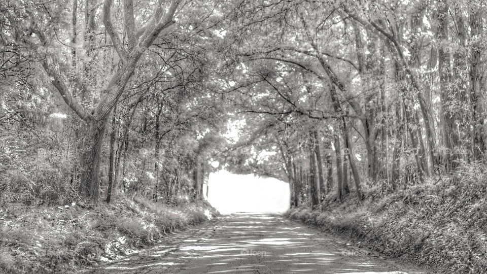 Tree Canopy Tunnel