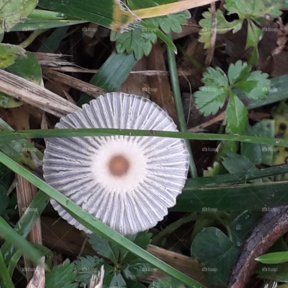 tiny mushroom in the grass