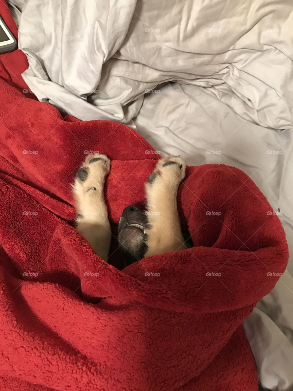 Passed out in his comfy blanket