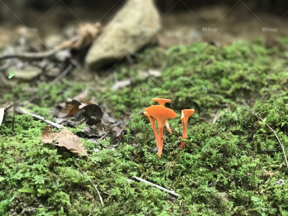 I stumbled across these delicate orange mushrooms during a walk in the beautiful mountains of NC. Nature is amazing. 