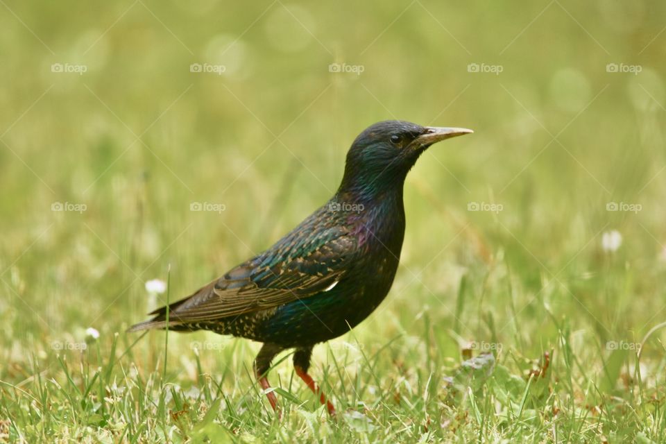 Starling