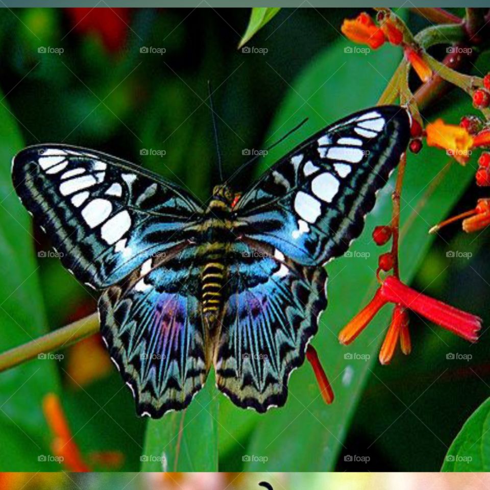beautiful butterfly.