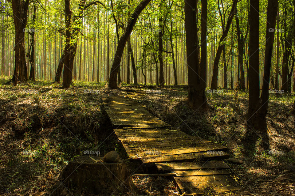 wooden foot bridge in the forrest during morning