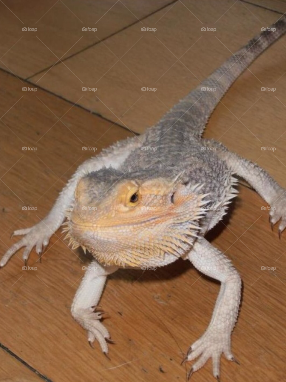 animal animals lizard lizards by Iphonepic