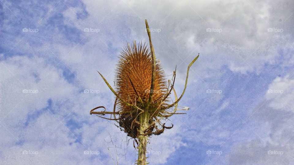 summer uk tall prickly by chris7ben