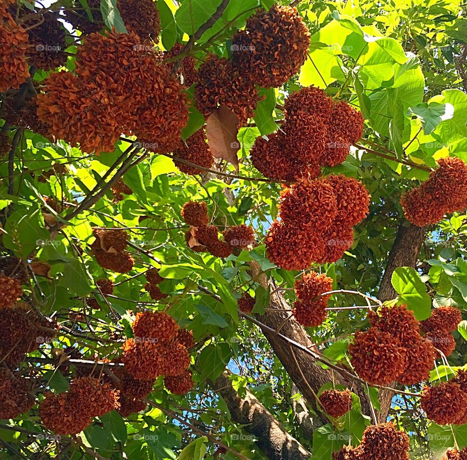 Flowering Tree. Cycle of blooms