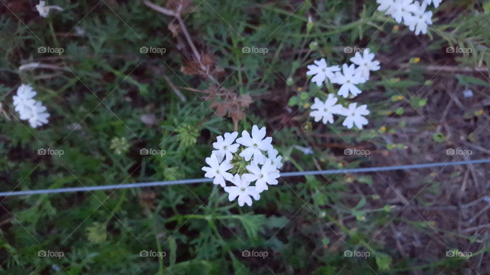 White Wildflower