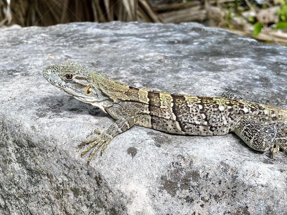 A lizard basking in the sun on a rock