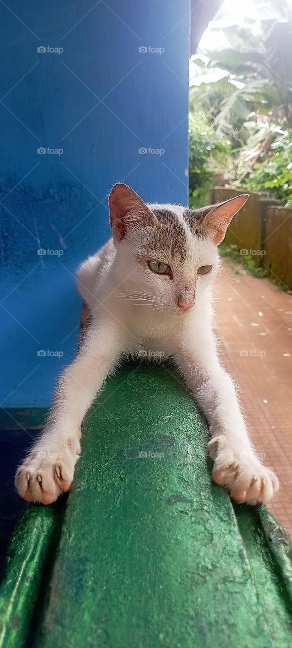 A cat sitting in his own style.Resting fully