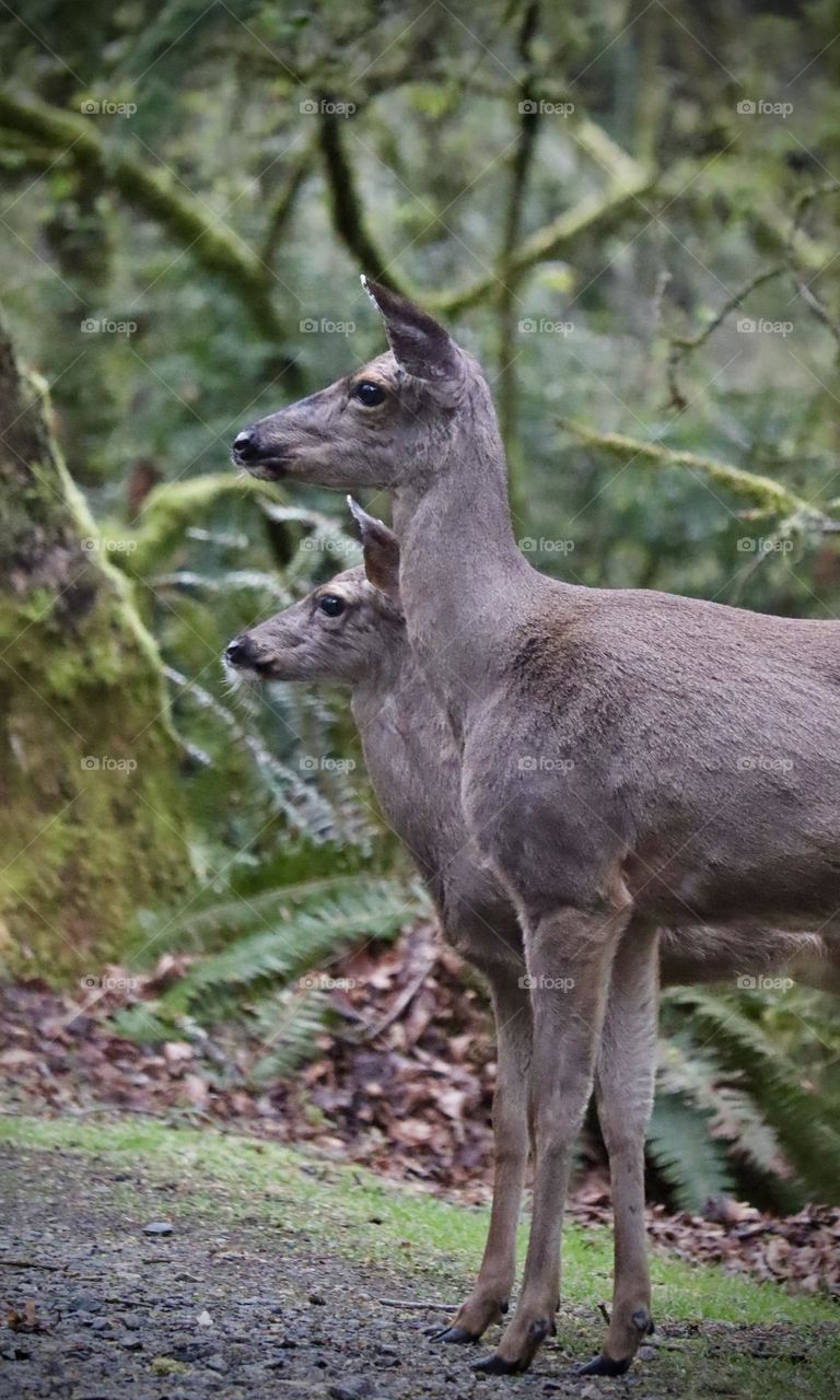 A mother deer and her baby stop to observe the scenery on the five mile drive at Point Defiance Park in Tacoma, Washington 