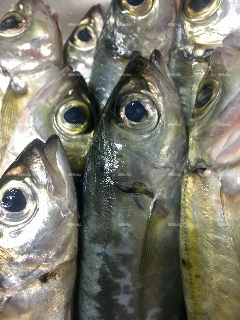 Fresh catch fish 🐟 