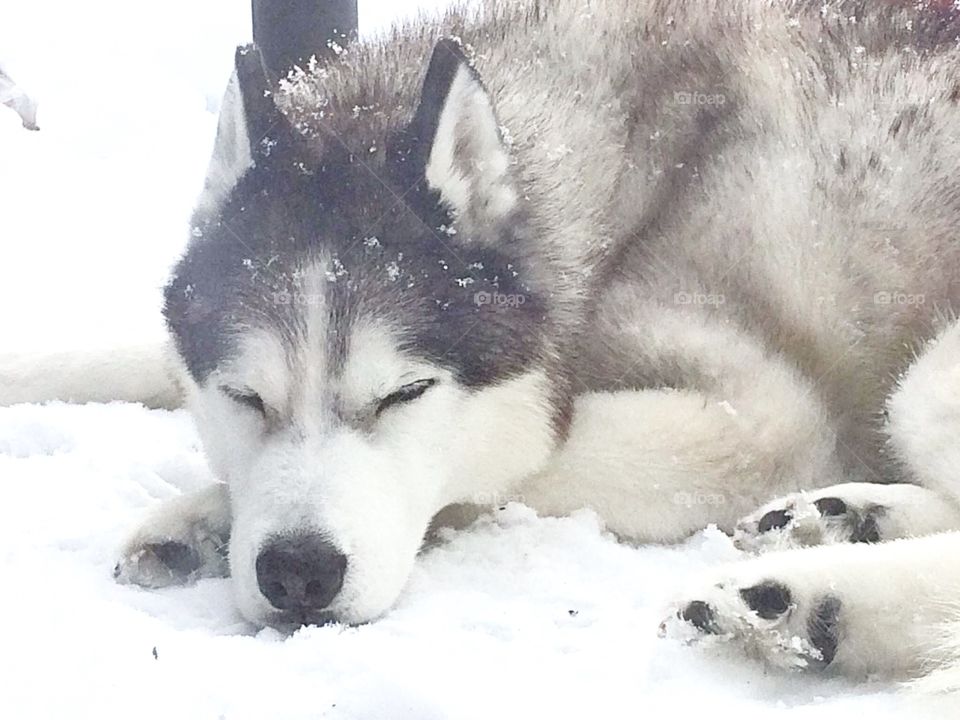 Siberian husky 
