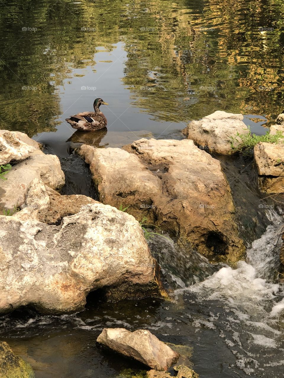 Duck with tree reflections and water flowing over rocks