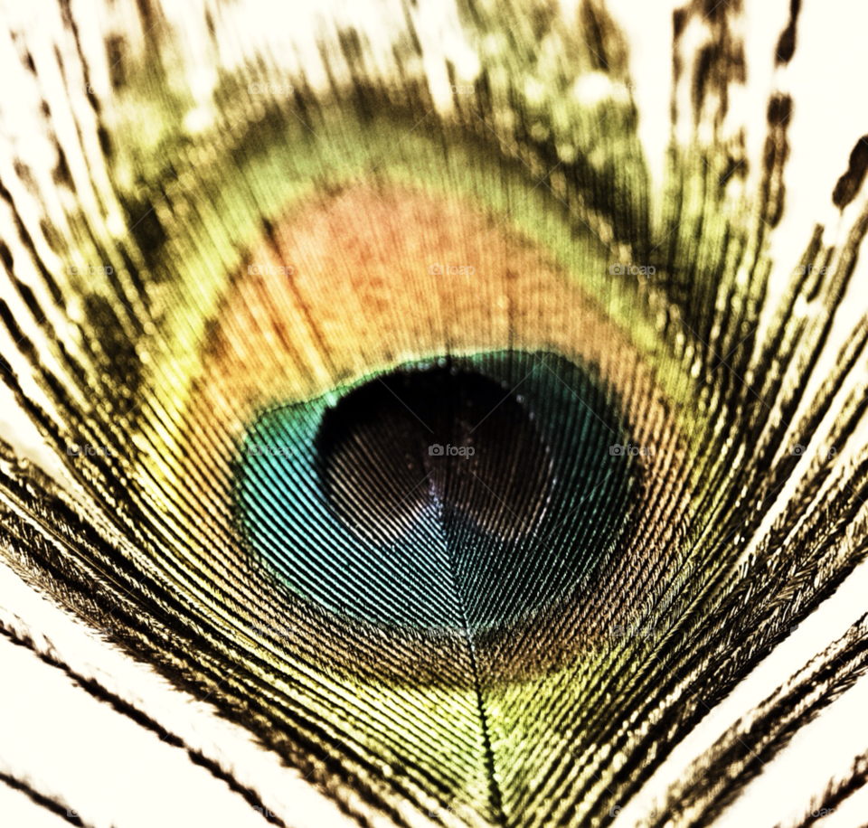eye peacock by welshdragon