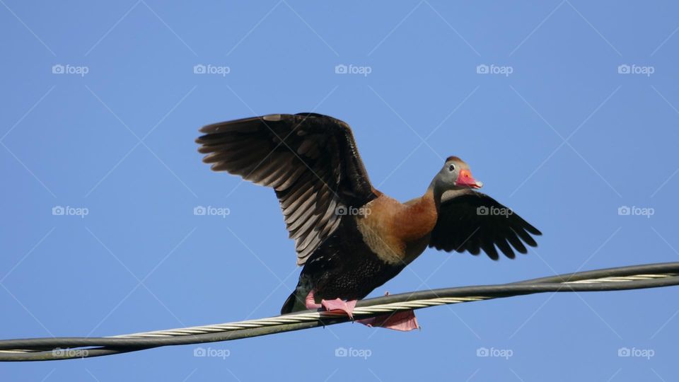 Whistling duck on an electrical wire wings extended about to take flight
