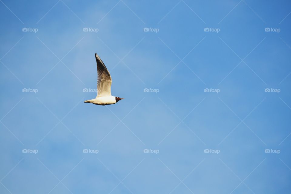 Bird flying 