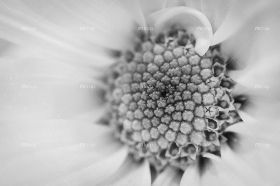 Macro Daisy