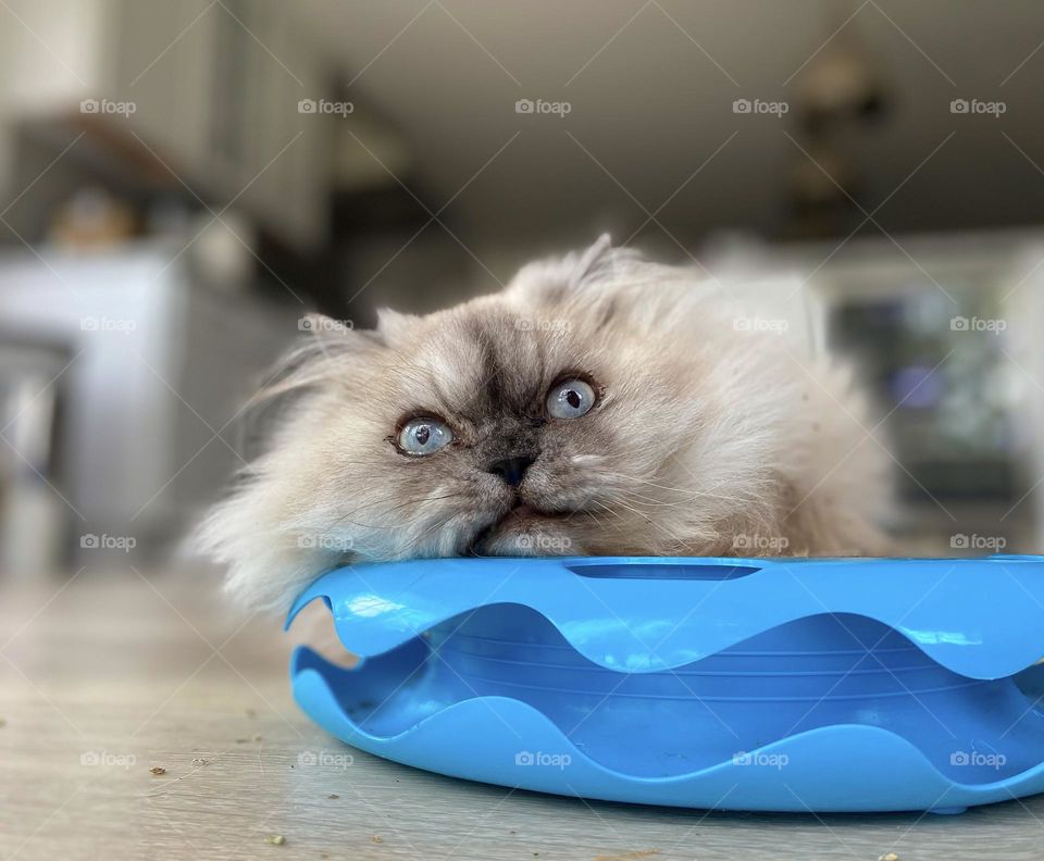 Playful Persian cat lying on his blue cat scratcher 
