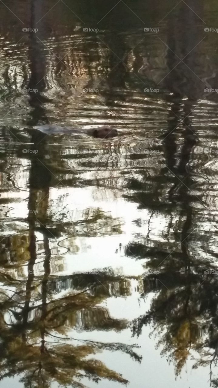 Water, Reflection, Nature, Tree, No Person