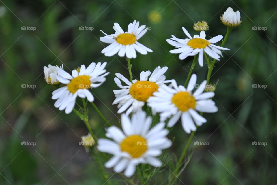 field chamomile