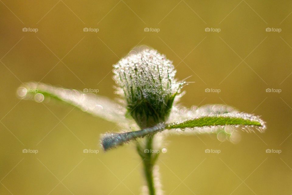 Red Clover bud covered with dew 