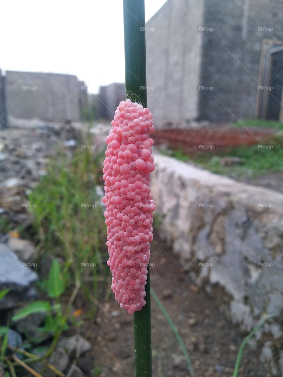 Swamp snail eggs.