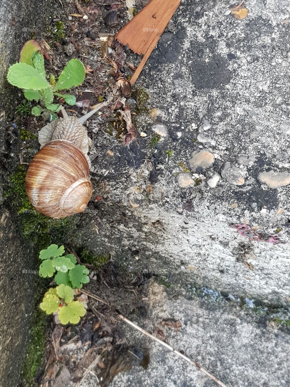 snail on the ground