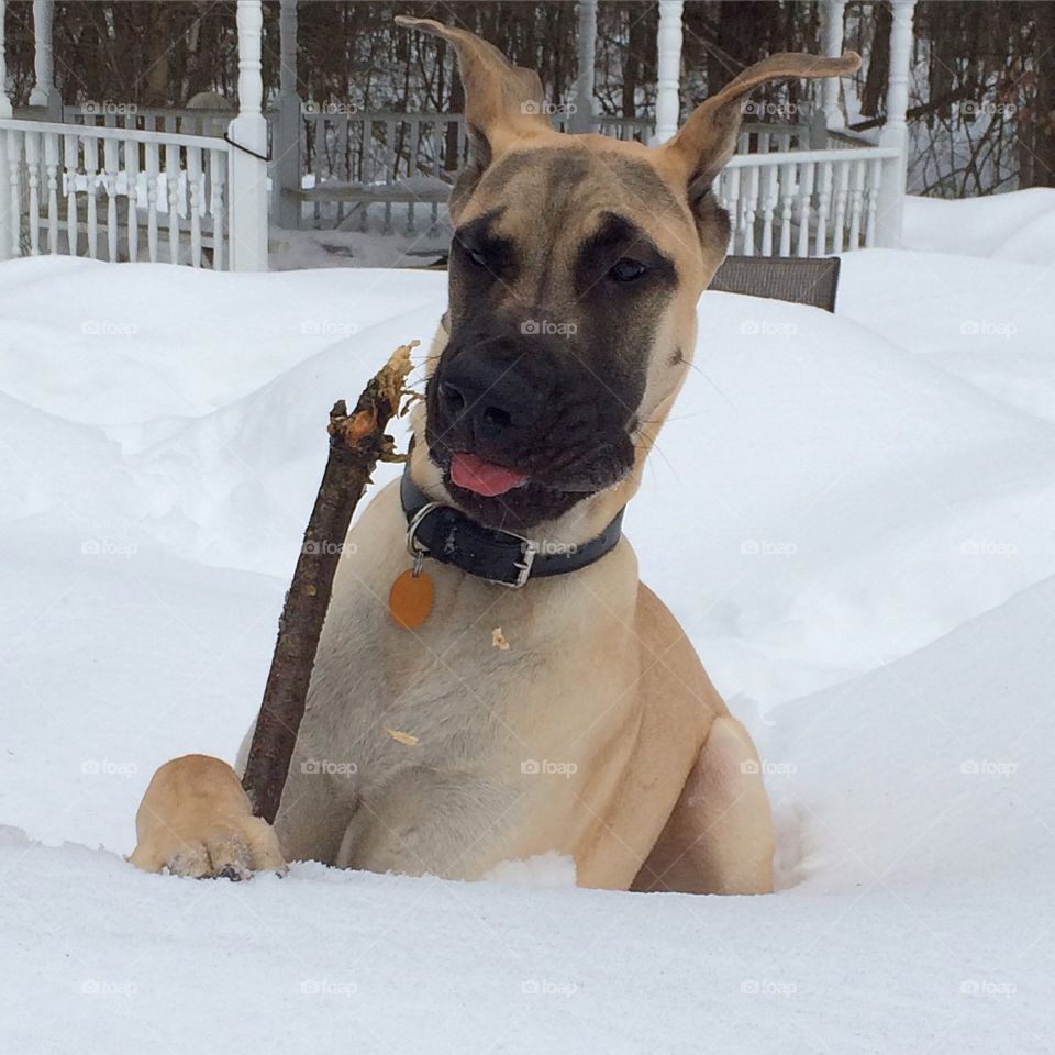 Yummy Stick!